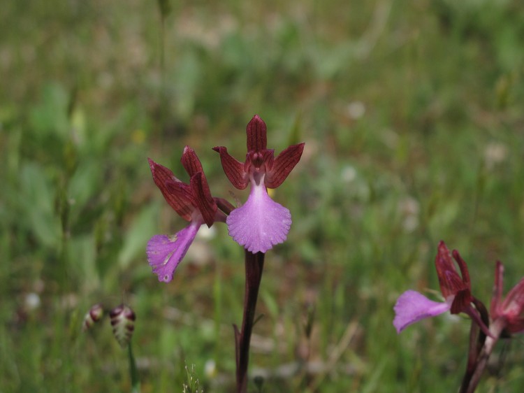 Anacamptis papilionacea